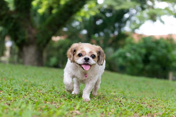 Assurance animale: guide pour le meilleur choix